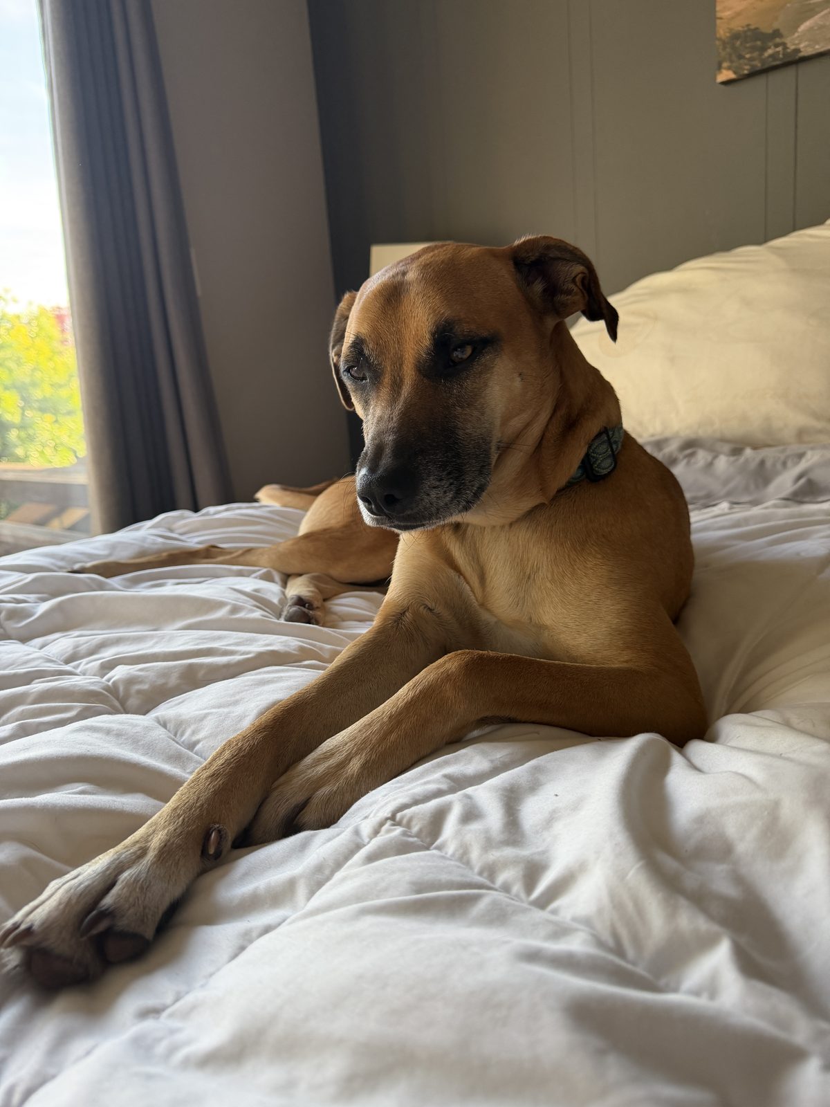 Beansie, a two-year-old mixed breed dog, lying relaxed on a bed at home