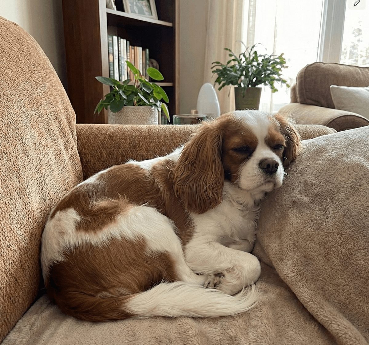 Molly asleep, curled up on a couch at home in the sunshine