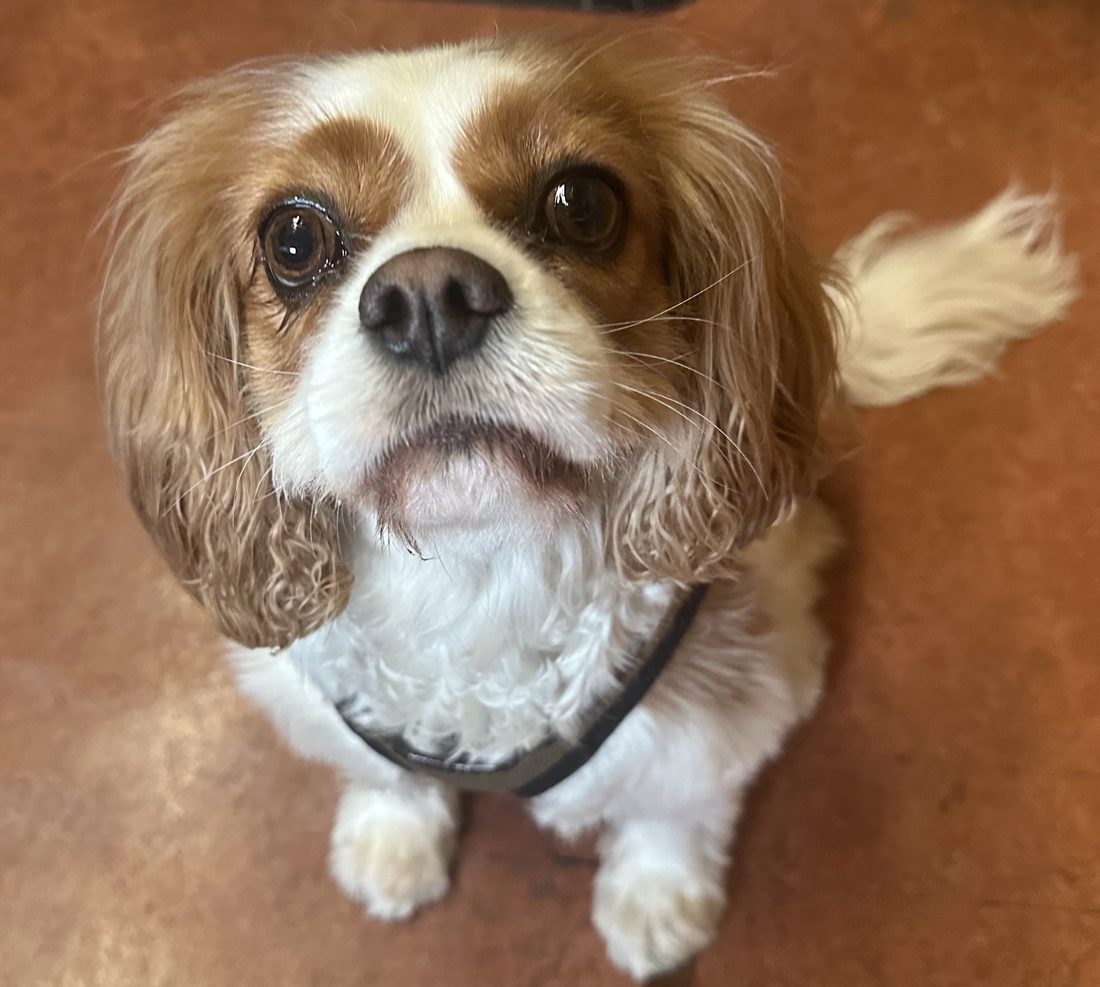 Molly, a five-year-old Cavalier King Charles Spaniel, sitting and looking up at the camera in the clinic