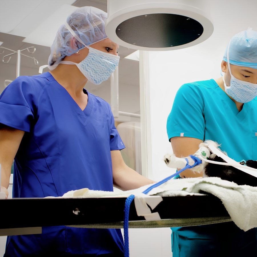Dr. Hayley McDonald in the operating room with a surgical colleague