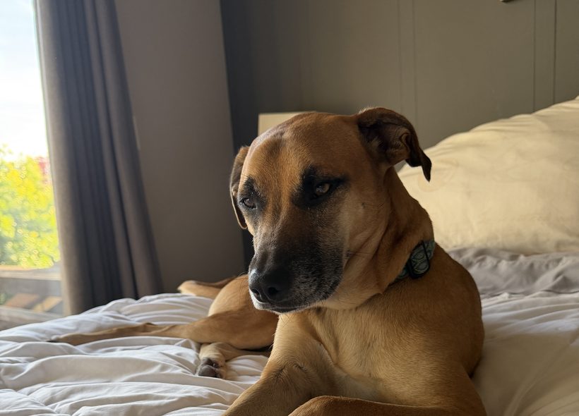 Beansie, a two-year-old mixed breed dog, lying relaxed on a bed at home