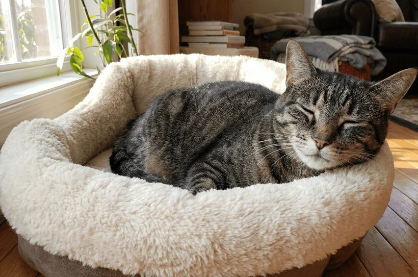 Smokey, a domestic shorthair cat, asleep in a sunlit bed at home