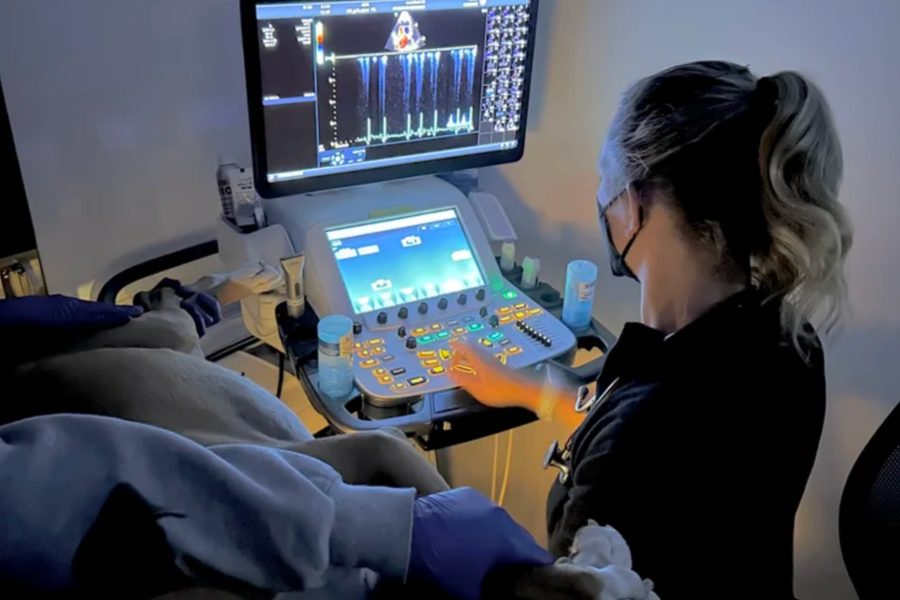 Dr. Hayley McDonald reading an echocardiogram